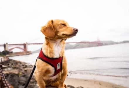 where to take your dog in San Francisco
