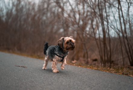 things to do with your dog in pittsburgh