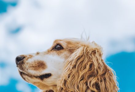 what to do with your dog in Malta