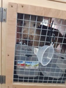 dog to crete