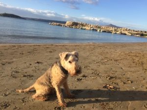 dog to crete