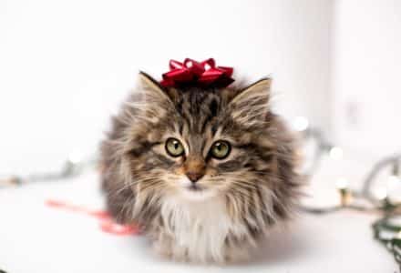 Christmas gifts for pet lovers