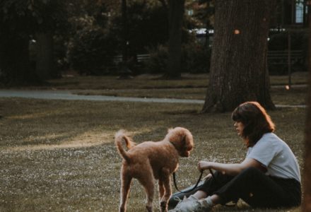 where to take your dog in Boston