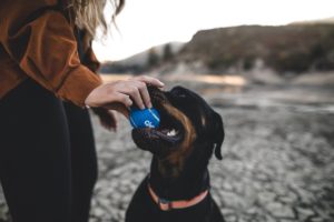 dog-friendly Cleveland Ohio