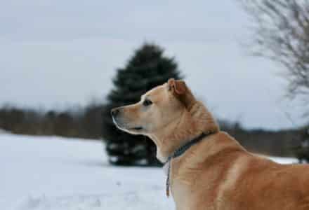 why you should learn pet first aid