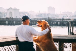 why pet first aid is so important