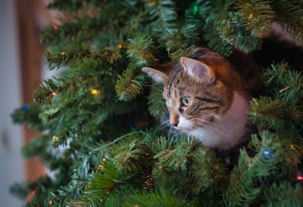 festive plants that may harm your pet