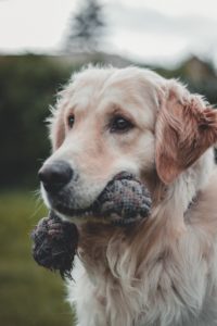 Things to do with your dog in Boston