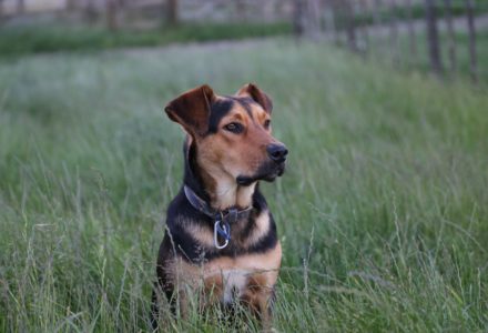 where to take your dog in cleveland ohio