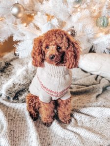 christmas presents for animal lovers