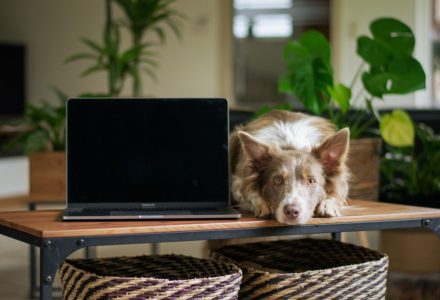 working from home with your pet