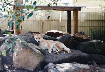 Dog laying on rocks in shade