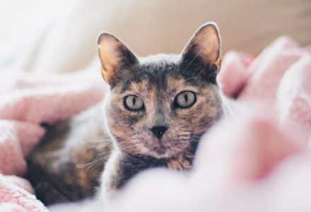 How to encourage your cat to use the litter tray