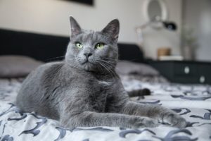 get your cat to use the litter tray