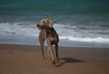 where to take your dog in sydney
