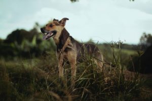 dog in grass