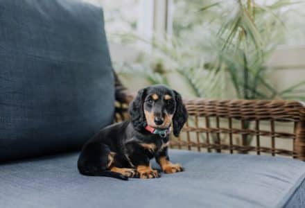Where to take your dog in Orlando, Florida