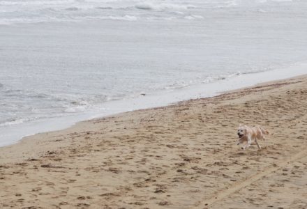 where to take your dog in Cyprus
