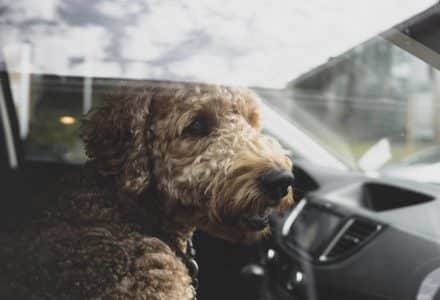 dog in a car