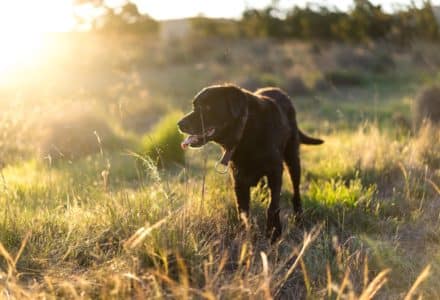 where to take your dog in Cairns