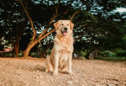 pet accounts you need to follow on TikTok