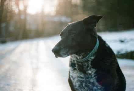 spend more time with your dog