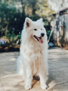 best pets on TikTok