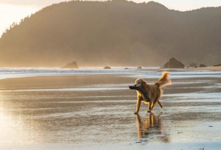 where to take your dog in Portland Oregon