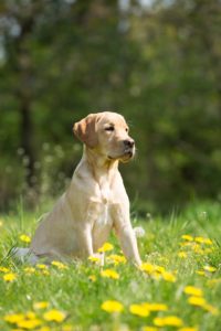 things to do with your dog in Portland Oregon