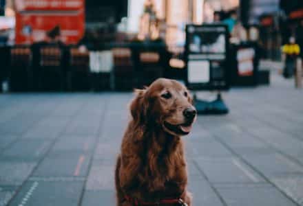 Where to take your dog in New York