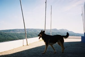 things to do with your dog in Portugal