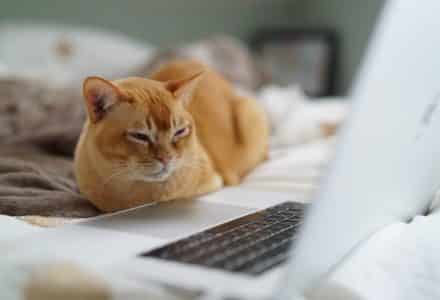RelaxMyCat calms pets