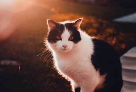 national trust guard cat
