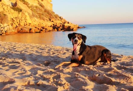 where to take your dog in Portugal