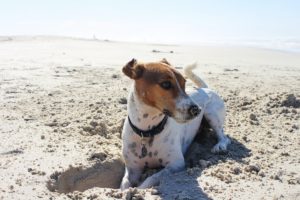 things to do with your dog in Menorca
