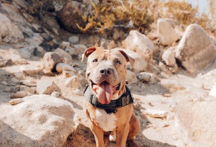 Where to take your dog in Menorca