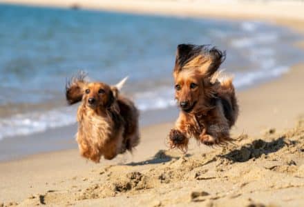 things to do with your dog in the Cayman Islands