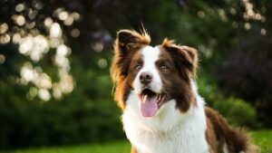Things to do with your dog in Wellington, New Zealand
