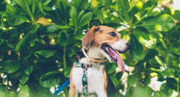 Where to take your dog in Wellington, New Zealand