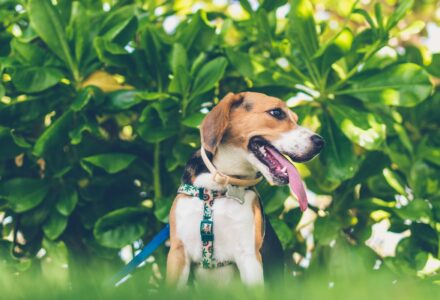 Where to take your dog in Wellington, New Zealand