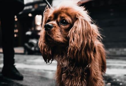 Where to take your dog in Paris