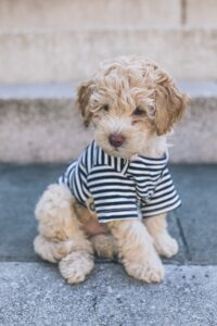 things to do with your dog in paris