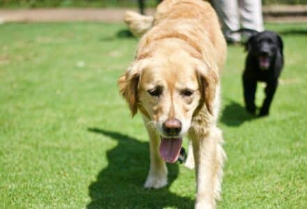 heatstroke in your dog