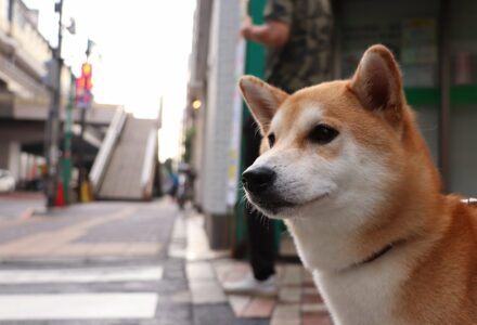 things to do with your dog in Japan