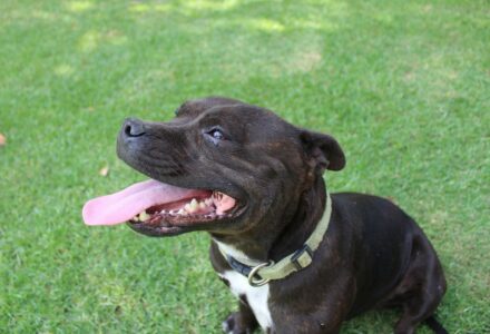 Rescue dog now protects Royal Family