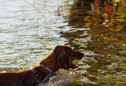 dog-friendly Seattle