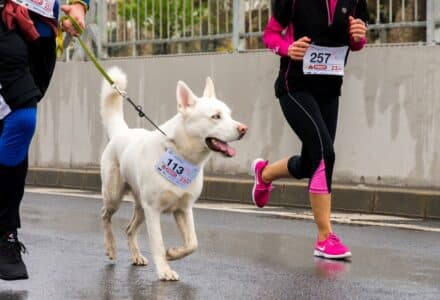 Which dog breed will enjoy running with me?