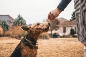 things to do with your dog in Austin Texas