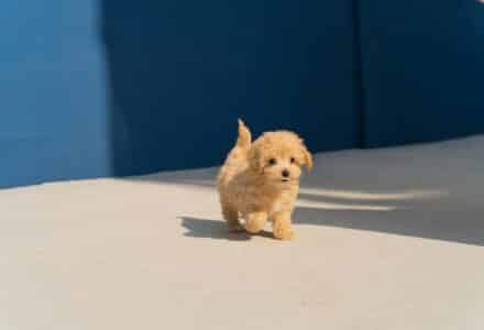 Could pet licences help crack down on dog thefts?