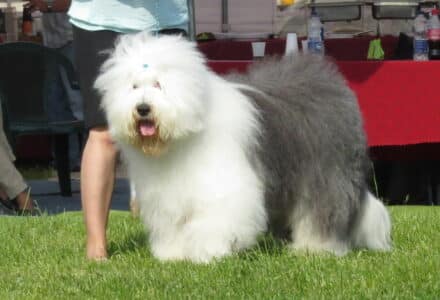 Old English Sheepdog facing extinction